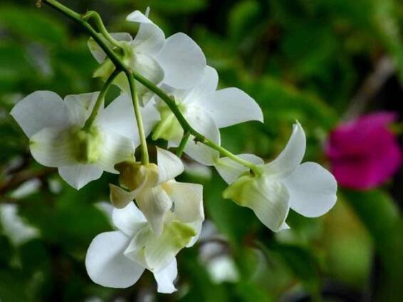 Stromobytec | Dendrobium