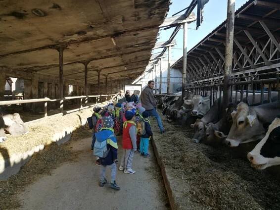 Farma Diviš Chrášťovice Koťata + Šmoulata | MŠ Ctyřlístek