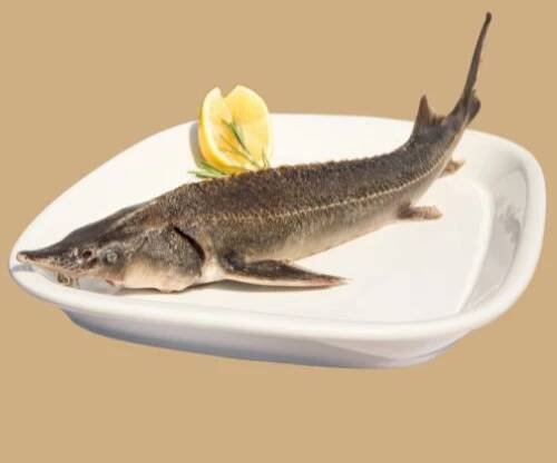 Jeseter sibiřský – čerstvý a chlazený celý kuchaný 1 kg - uvedená cena je za 1 kg - Venkovské Speciality