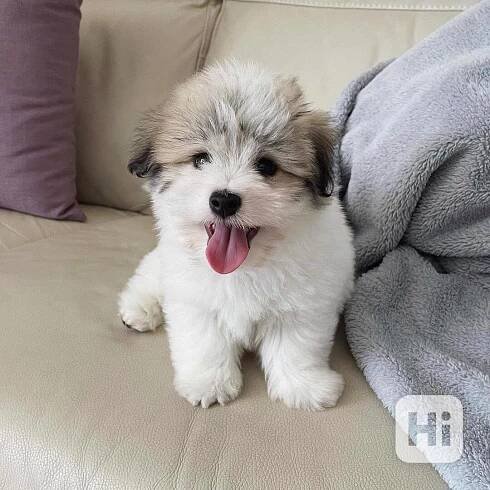štěňata coton de tulear - foto 1