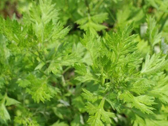 Artemisia vulgaris, how to grow the mugwort herb