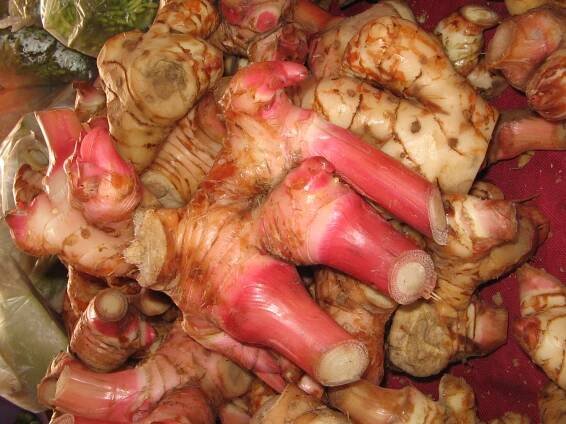 Hlízy Alpinia galanga