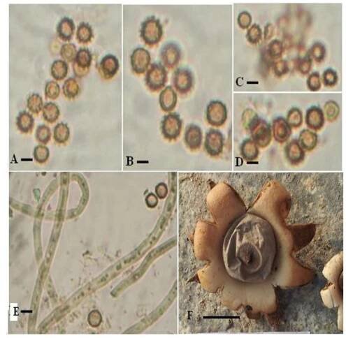 Inocybe Species Research Papers - Academia.edu