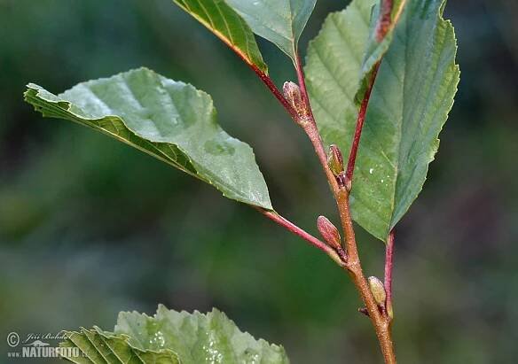 Olše lepkavá | Naturfoto.cz