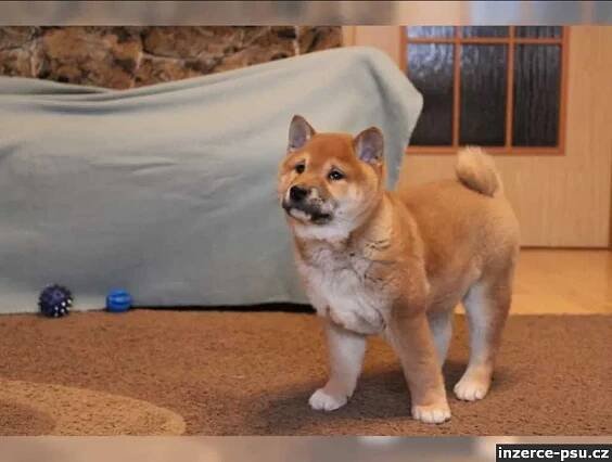 Shiba Inu štěňata na prodej