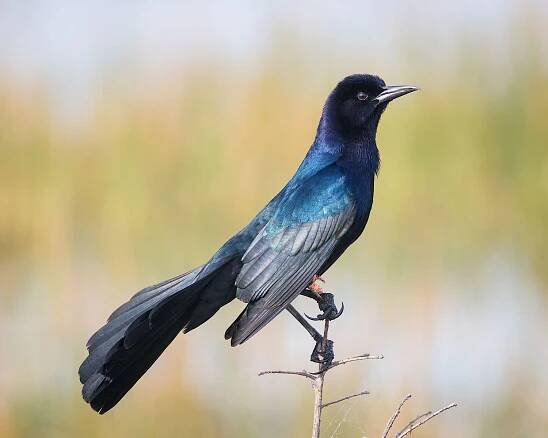 Male Boattail Grackle