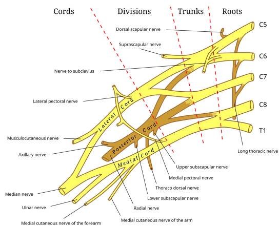 Brachial plexus - Wikipedia