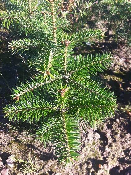 Jedle kavkazská 12-20 cm 3 roky SAZENICE NA PLANTÁŽ za 22.00CZK - Allegro