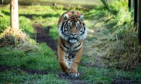 Obrovská tragédie: Tygr se šel pářit se samicí, místo toho ji zabil