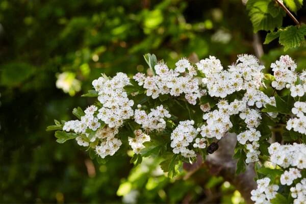 Hawthorn (Crataegus spp.)