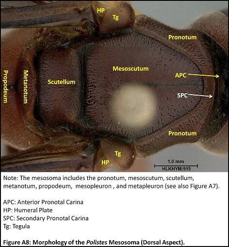 Appendix: