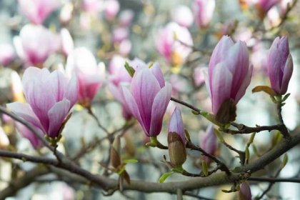 Pierre Magnol and the Magnolia - M. × soulangeana, the tulip magnolia. Photo: Nikon D800e with Nikkor 85mm 1.8