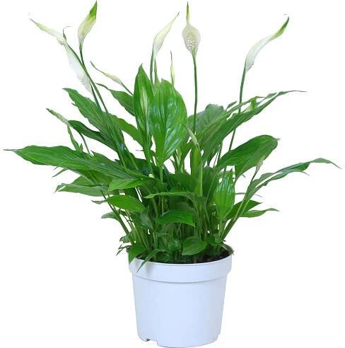 GROW by OBI Lopatkovec "Bellini" (Spathiphyllum), výška 35 cm, pr. kv. 13 cm