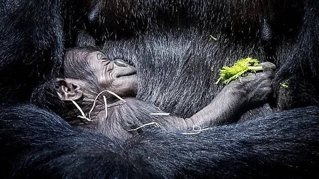 Mládě gorily, které se narodilo v pražské zoo 2. ledna, je samička. Narodila se samici Duni, dceři slavné Moji, a samci Kisumimu. Pohlaví mláděte kriticky ohrožené gorily nížinné určili lékaři z Výzkumného ústavu veterinárního z krve pupečníku. Jméno samičce po dohodě se zoo zvolí čtenáři iDNES.cz. Vybírat mohou z deseti jmen v kamerunském dialektu badjoué, která navrhli studenti, děti, kněz a náčelník vesnice, žijící v oblasti rezervace Dja v Kamerunu. Abecedně seřazené to  jsou to: Alomo, Boyô, Ekiba, Koh‘Eloo‘h, Mamene, Mbia, Mbupomo, Mobi, Mosâmom a Somalomo. Křest mláděte proběhne v zoo 10. února