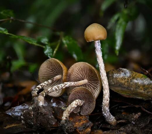 Psilocybe zapotecorum