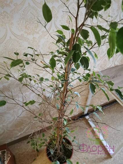 M Ficus Benjamin trpí?