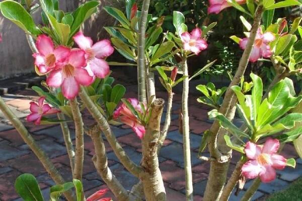 SAFLAX Garden in the Bag - Pouštní růže - 8 semen - Se substrátem v padnoucím sáčku - Adenium obesum
