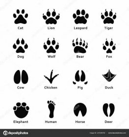 Stáhnout - Stopy zvířat, kravička. Sada různých zvířat a ptáků stopy a stopy. Kočka, lev, tygr, medvěd, pes, kráva, prase, kuřecí, slona, koně atd. Vektor — Ilustrace