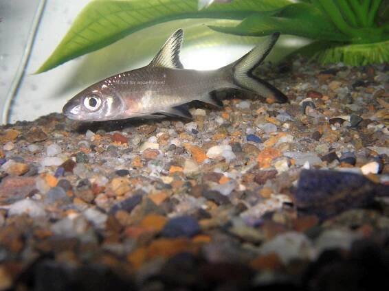 Complete Guide to Bala Shark Care: Feeding, Breeding, and Aquarium Setup