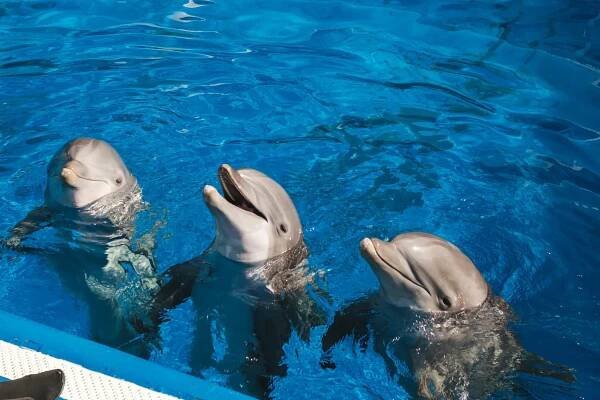 Marineland Mallorca Delfines