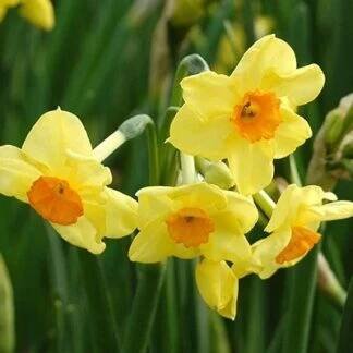 Narcis taceta Golden Dawn (mnohokvětý, oranžovo-žlutý, 2)