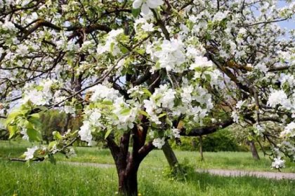 Pro rozkvetlé ovocné stromy jsou pozdní jarní mrazíky velmi nebezpečné