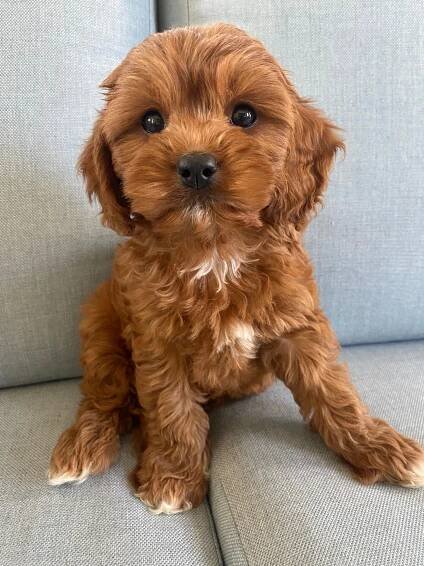 Royal Canin: Toy poodle and Cavalier food mixed for Cavapoos? : r/CavaPoo