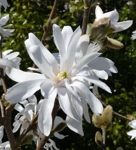 Magnolia × loebneri 'Encore'