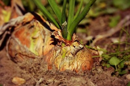 Cibule poroste jako divá: Jak na hnojení dřevěným popelem