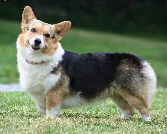 Cardigan Welsh Corgi - Puppies, Rescue, Pictures, Information, Temperament, Characteristics | Animals Breeds