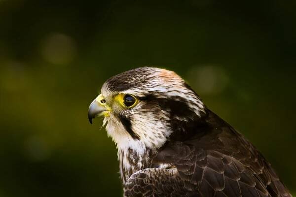 aves rapaces comunes