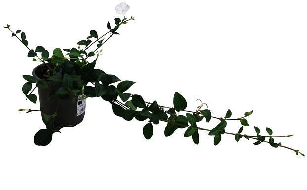 Barvínek menší (Vinca minor) "Colada", pr. kv. 15 cm