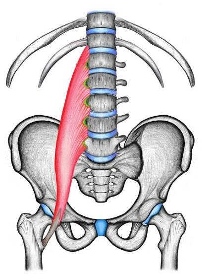 psoas major sval jedna strana není označena - lumbar plexus stock ilustrace
