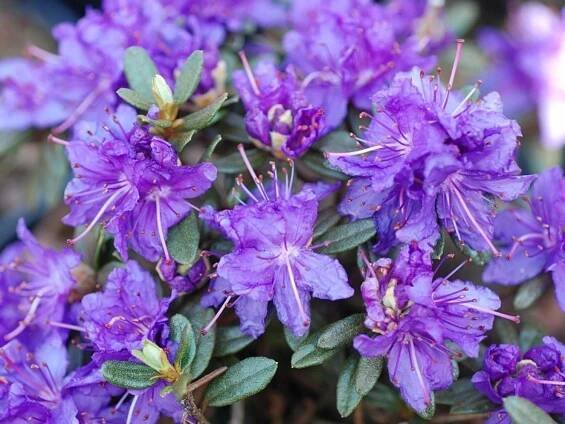 Rododendron obtížený Azurika (kontejner C2)