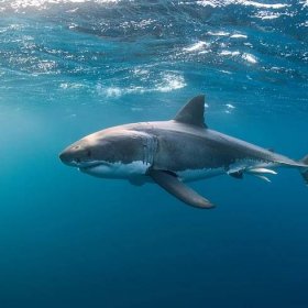 'Rolling and rolling and rolling': the first detailed account of great white shark sex