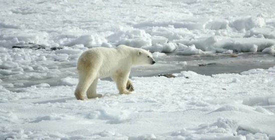 Do roku 2100 lední medvědi vyhladoví, Arktida se doslova topí