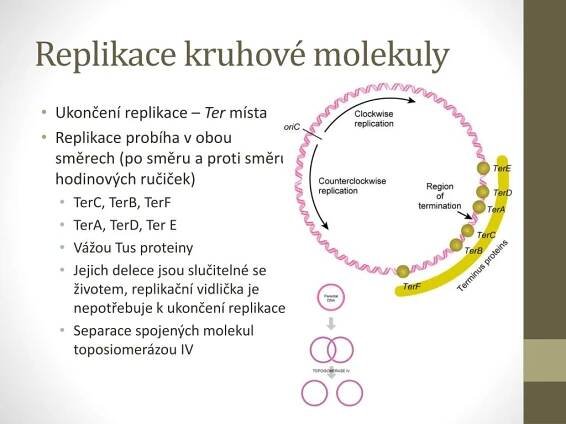 PPT - Replikace DNA PowerPoint Presentation, free download - ID:2197460