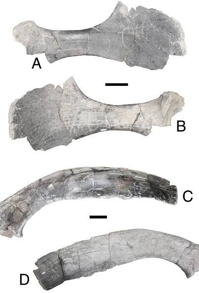 FIGURE 28. Lambeosaurini indeterminate. NUMNH P-19147, various postcrania. A-B, incomplete right pubis in A, lateral and B, medial views. C-D, nearly complete right scapula in C, medial and D, lateral views. Bar scales = 10 cm. 