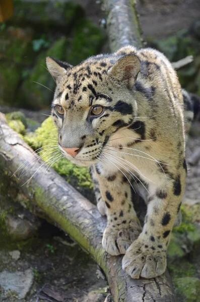 Zoologická zahrada Děčín | Tip na výlet