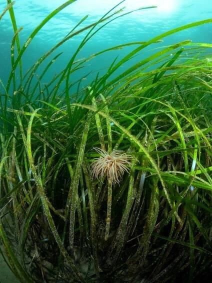 Snakelocks Anemone in Seagrass