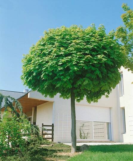 Acer platanoides Globosum