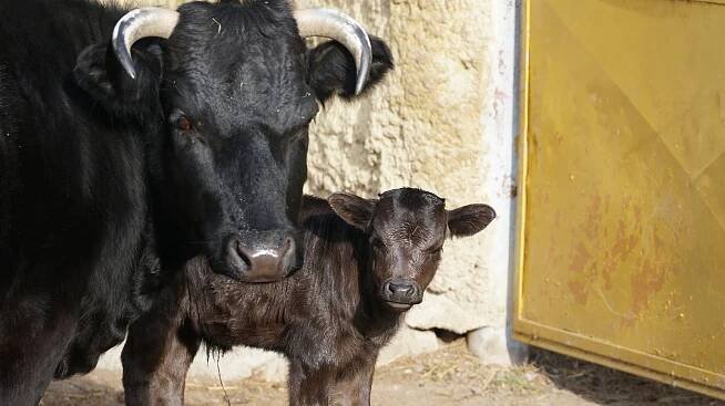 Skot cachena i tur domácí dahome. Zoopark Vyškov má nové přírůstky