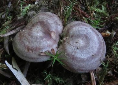 Serushka (houba lila mléka): popis houby, kde roste a jak sbírat