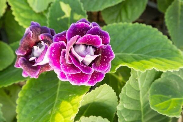 Deadheading Gloxinia Plants: Learn How To Deadhead Gloxinias
