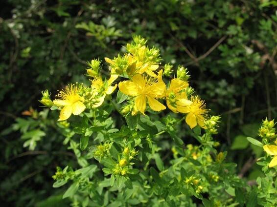 Flora | Nationalpark Donau-Auen