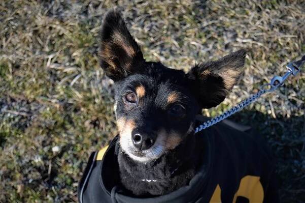 Psi k adopci z útulků, azylů a neziskových organizací