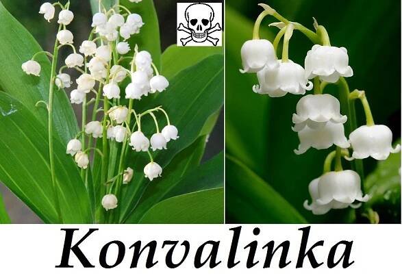 KRYTOSEMENNÉ ROSTLINY - Jednoděložné - Liliovité