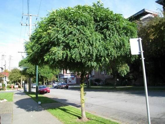 Akáciová Robinia UMBRACULIFERA 180 cm V KVĚTINÁČI Rostlina v podobě sazenice v nádobě 3–5 l