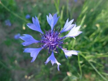Chrpa modrá (Centaurea cyanus) – modrý květ – jednoduchá