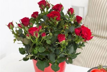 Péče o pokojové růže - transplantace a nemoci; vnitřní růže v zimě; pokojové růže po zakoupení